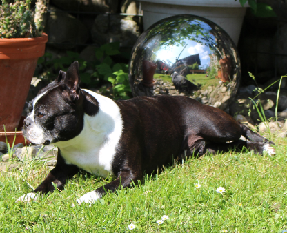 Boston Terrier